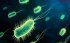 E.Coli_.jpg