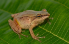 rana-pristimantis.png