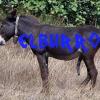 ELBURRODONKEY