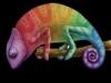 Ccamaleon