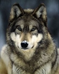 ONLYPACK7