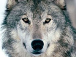 Vonwolf2