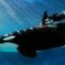 ballena