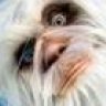 EL_YETI