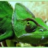 Camelion