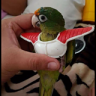 pericoo