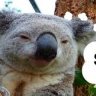 koala333
