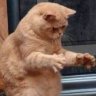 Gatón Acurio