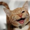 Gatito Fino