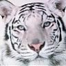 MIKITIGER