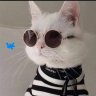 Gatooo