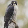 ALCON PEREGRINO