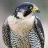 AlconPutero