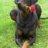 doberman