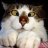 Don-gato