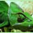 Camelion