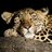 nightleopard