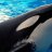Tilikum