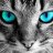 GATO247