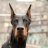 Dober man