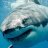 White Shark