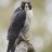 ALCON PEREGRINO
