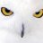 Don_Buho