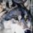lobo_gris